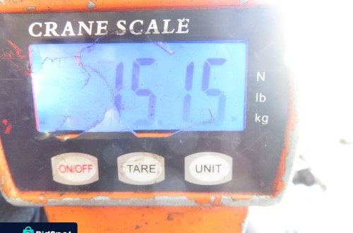 SANKI PRZÓD VW PASSAT B5 Variant (3B5) 1.8 - APT