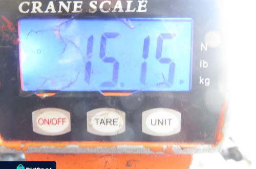 SANKI PRZÓD VW PASSAT B5 FL (3B6) 2.0 8V 4motion