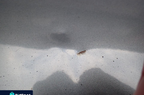 DRZWI prawy PRZOD TOYOTA COROLLA VERSO 1C3 RADOM