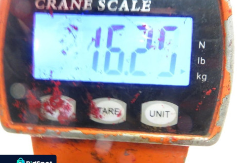 SANKI TYŁ MINI MINI CLUBMAN (R55)