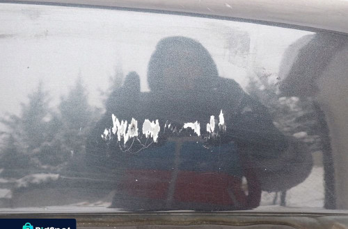 DRZWI PRAWE TYLNE PRAWY TYŁ DACIA DOKKER KE 2012- 901005310R