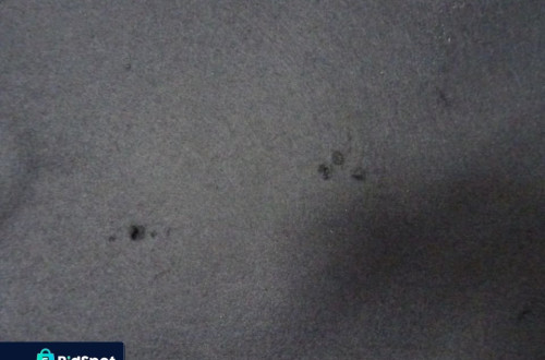 WYCISZENIE WYGŁUSZENIE MASKI CHEVROLET EPICA II 06-08 NR132