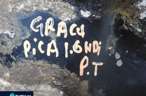 AMORTYZATOR PRAWY TYŁ C4 GRAND PICASSO 2.0 HDI