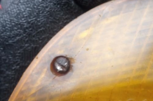 bmw e23 7 kierunkowskaz przod przedni lewy